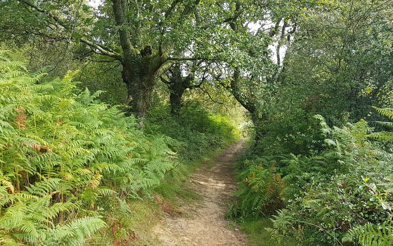 Jatxou_Chemin_des_landes_1 1440x900