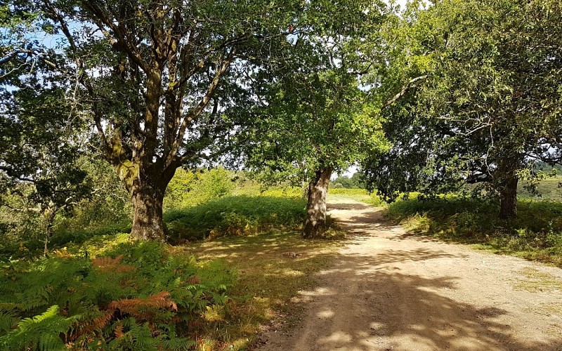 Jatxou_Chemin_des_landes_2 1440x900