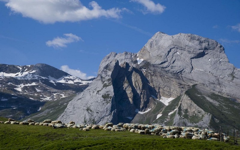 pastoralisme-aubisque1-©otebge.follet-1440x900