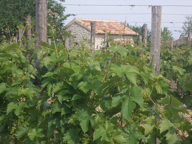 La Route du Vignoble