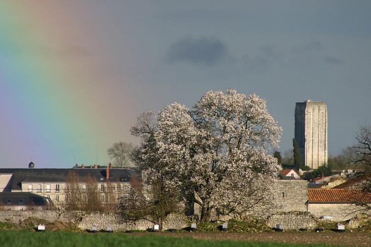 amandier, arbre arc-en-ciel.JPG_1