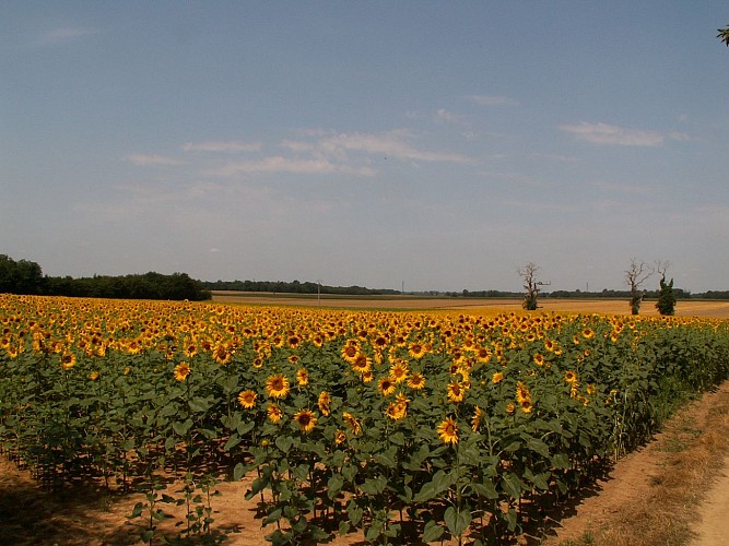 Paysage - tournesols