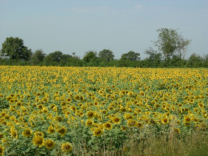 Tournesols 
