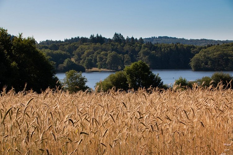 Lac saint pardoux blé_1