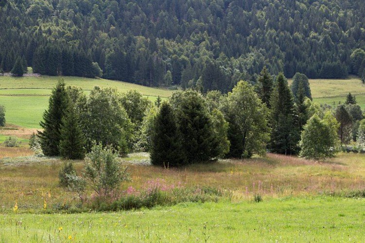 Tourbière de Chapelle-des-Bois