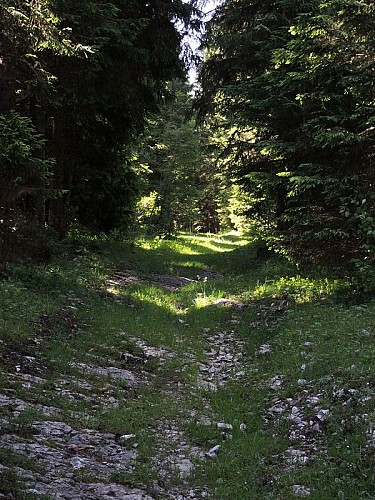 Forêt du Chapuzieux