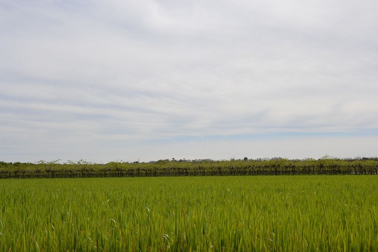 Boucle L'Imbarradys champs