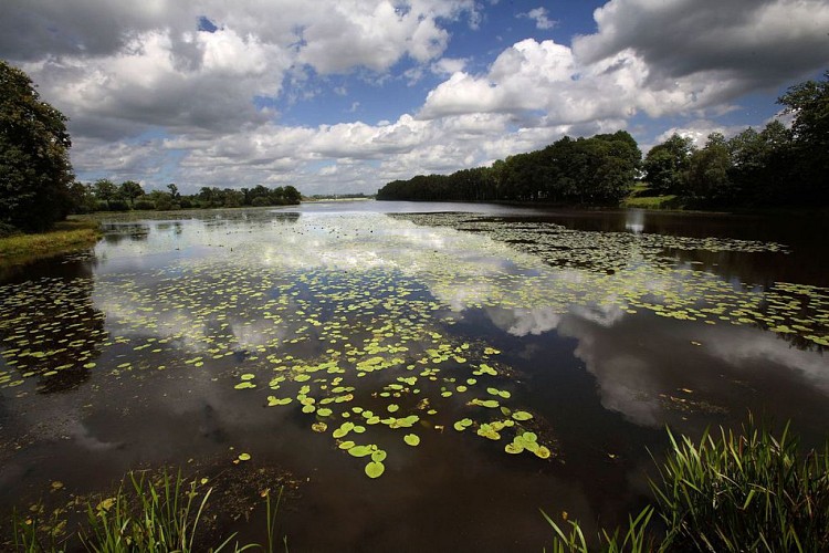 Circuit n°25 : L'étang Neuf - Commune de Juvigné