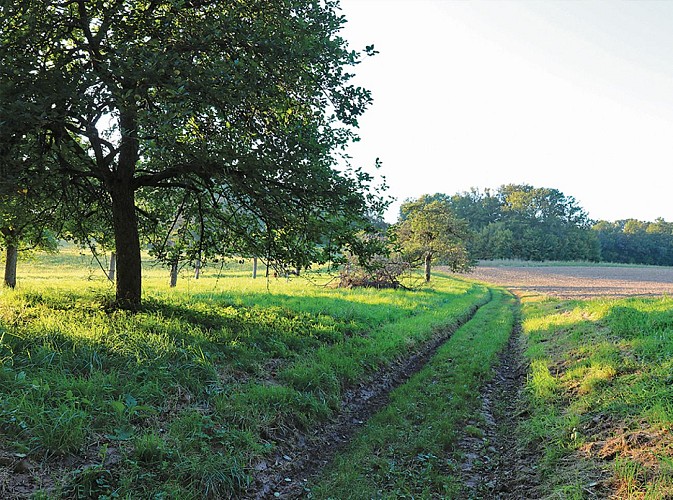 Les coteaux du Raboireau, randonnée pédestre à Saint-Denis-lès-Rebais, proche de Provins