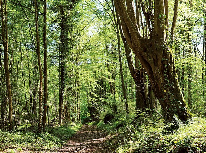Les "tocards" de Boitron, randonnée pédestre à Orly-sur-Morin, proche de Provins