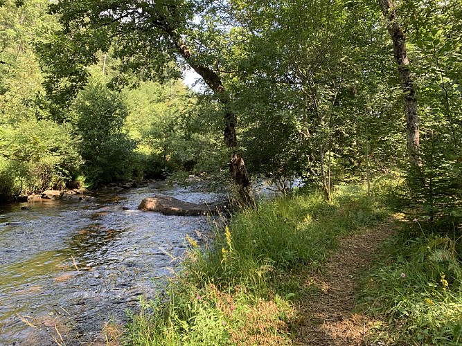 La Vézère - Bois de Chaleix - Bugeat_17