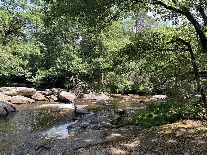 La Vézère - Bois de Chaleix - Bugeat_18