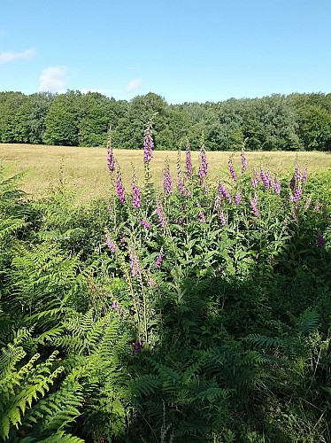 Le bois de Viersat