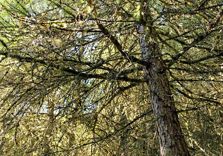 Circuit pédestre n°10 Le bois de la Fôt - rando bambin