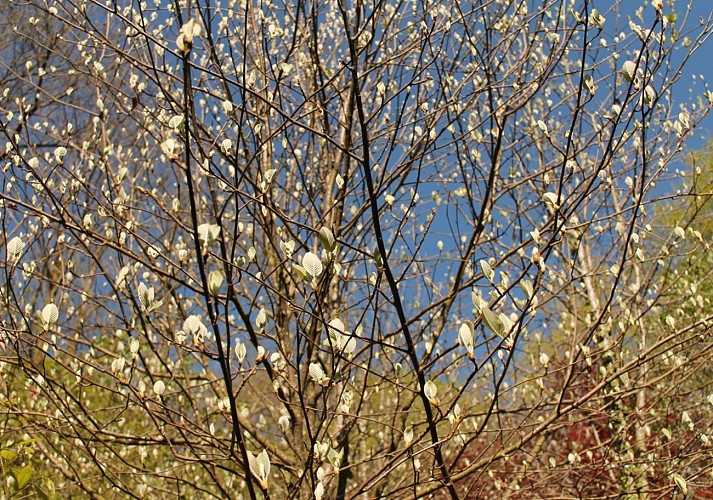 arboretum de la fot au printemps 6