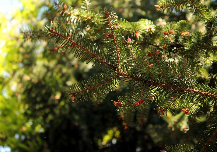 arboretum de la fot au printemps 7