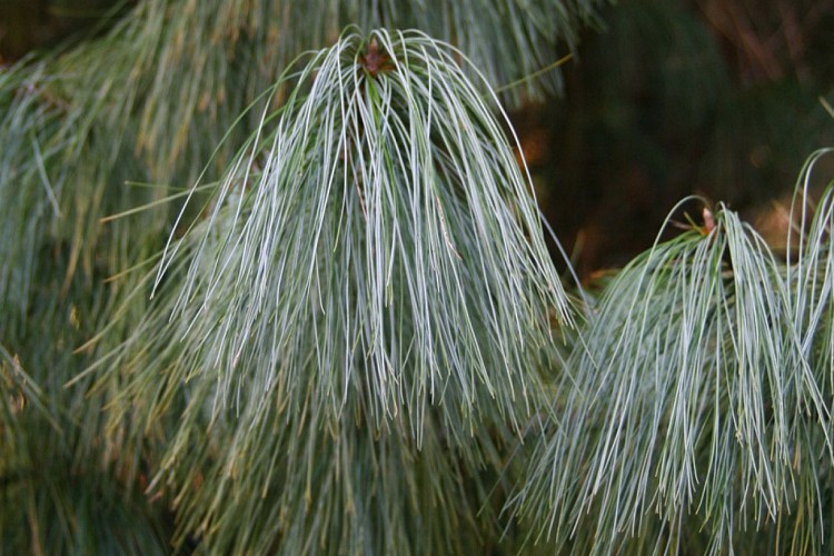 arboretum de la fot 4