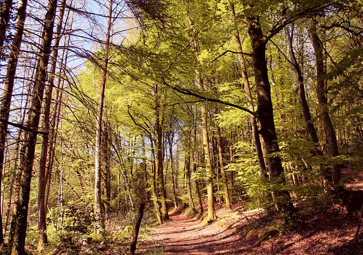 Circuit pédestre n°10 Le bois de la Fôt - rando bambin