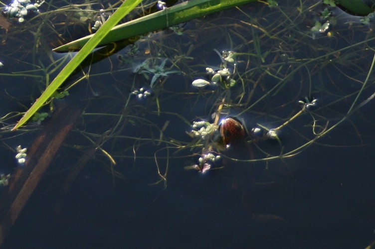 Circuit pédestre n°12 La Chapuisette - rando bambin