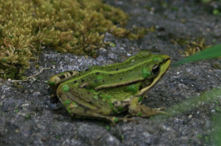 la Chapuisette 4.jpg_4