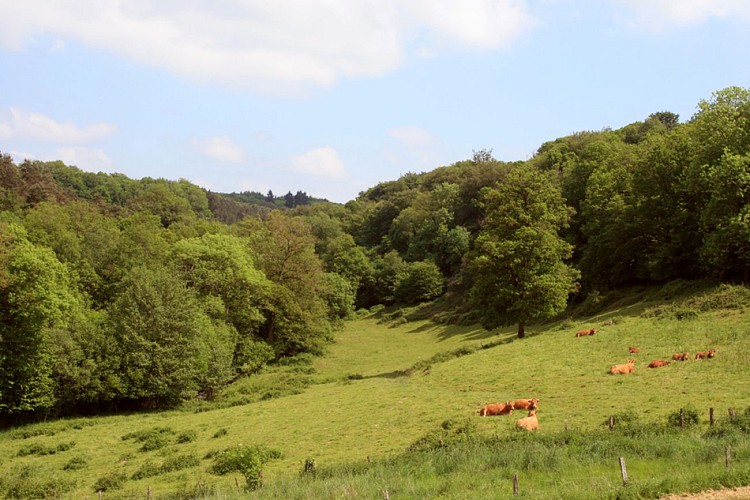 Circuit pédestre n°8 du Mas à la Cazine