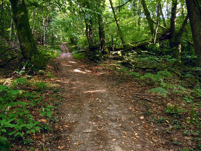 Circuit Pédestre N°3 Vers le Bois Cornu