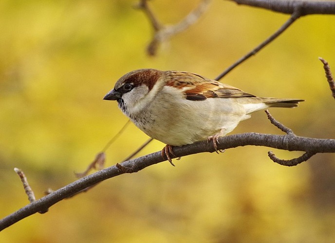 sparrow-3876487-960-720