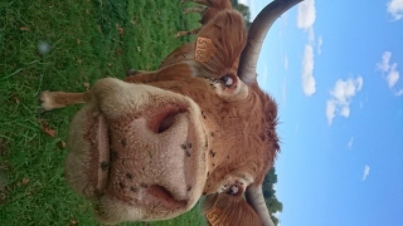 Vache limousineManeyrol