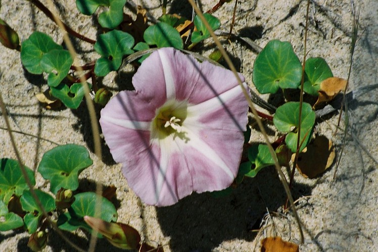 L'abécédaire des Dunes du Cap Ferret