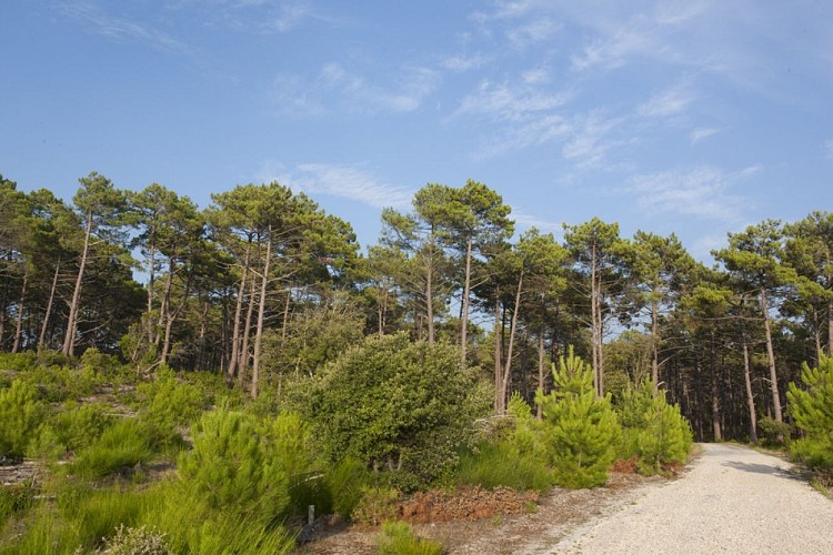 MEDOC OCEAN FLORES FORETS 05