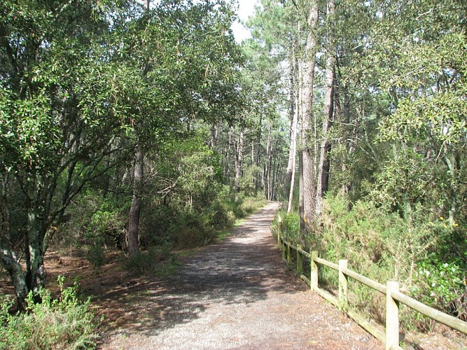 MAUBUISSON SENTIER DU LAC