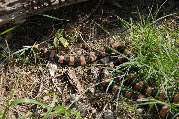 Sentier de l'îlot Signal