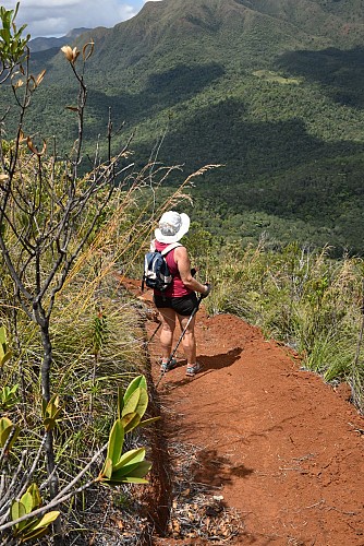Dipodium Trail
