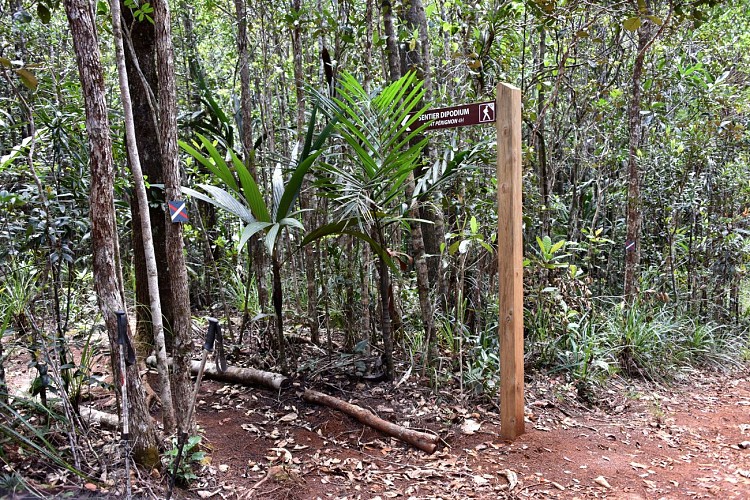 Dipodium Trail