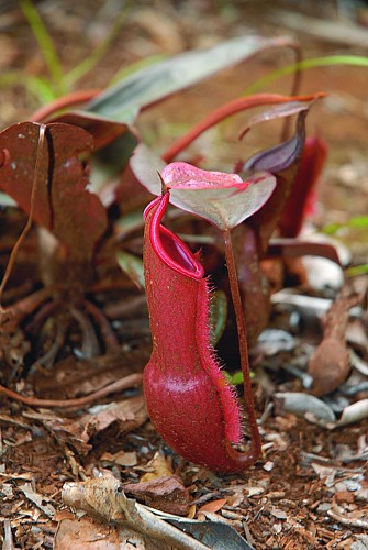 Dipodium Trail