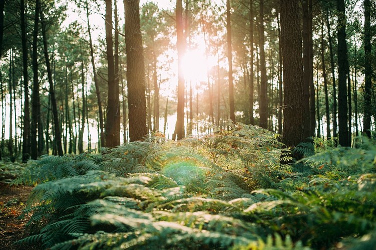 Fougère-et-soleil-dans-la-forêt-landaise@Sébastien-Chebassier