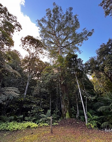 Sentier pédestre du Grand Kaori_Farino