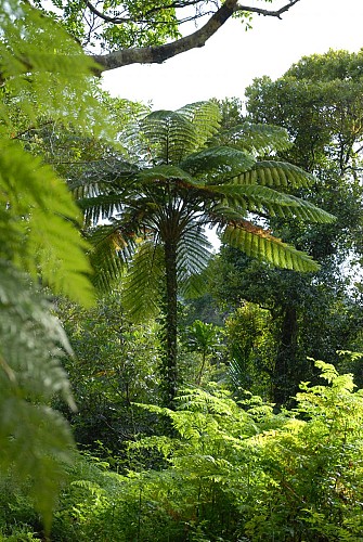 Parc des Grandes Fougères