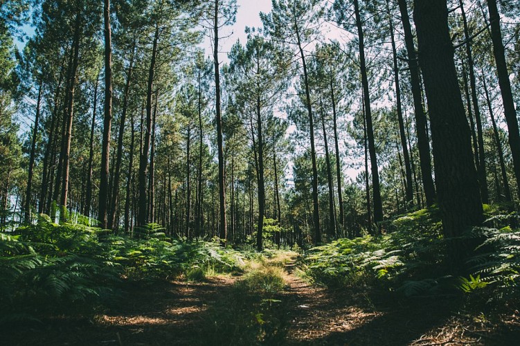 forêt landaise - fougère @sebastien_chebassier