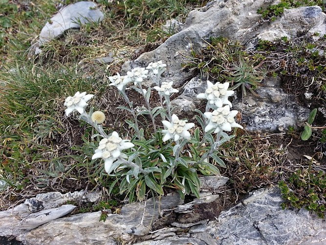 1440 marmottes et edelweiss