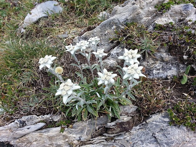 edelweiss-pic-de-ger©otebg