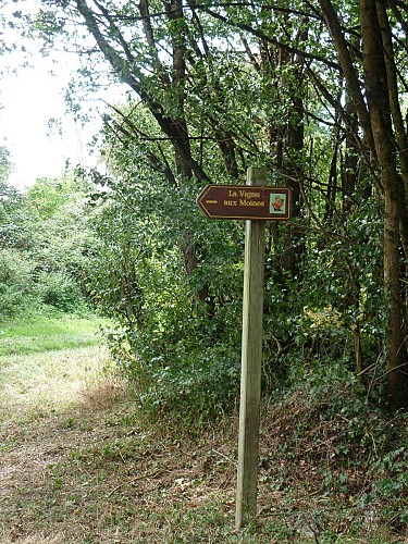 La Vigne aux Moines / Boucle 6