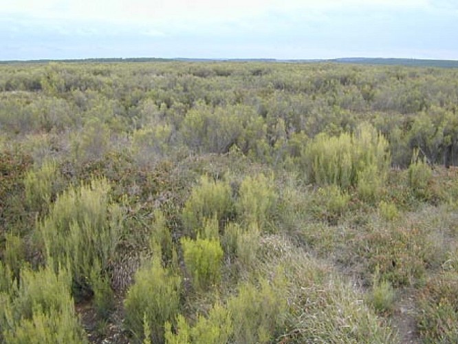 boucle-de-la-reserve-du-pinail-1594907170