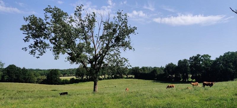 Arbre_vache_Chéronnac_velo