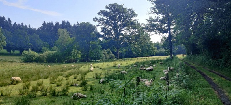 Prairie_mouton_vélo_Rochechouart