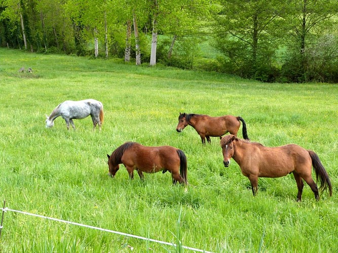 PNA_cheveaux_avril 2015©Christophe Gavet 2