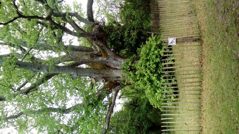 Le tilleul pluricentenaire