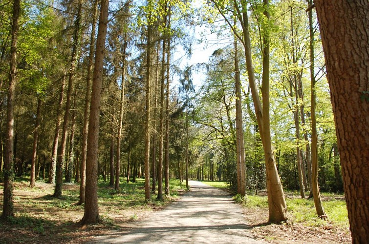 Foret château des pères