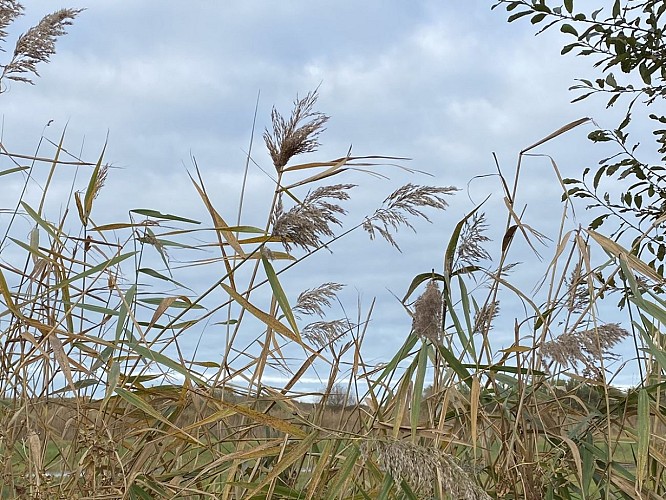 randonnee-balade-de-courseulles-sur-mer-a-graye-sur-mer-novembre-2021-credit-anne-perez-nedelec-paysage