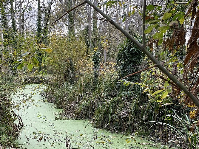 randonnee-balade-de-courseulles-sur-mer-a-graye-sur-mer-novembre-2021-credit-anne-perez-nedelec--57-paysage